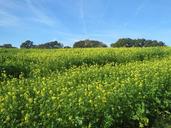 pasture-nature-landscape-green-654085.jpg