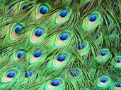 peacock-feathers-peafowl-1660634.jpg