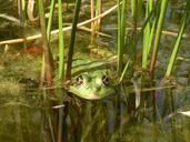 frog-green-nature-water-pond-568845.jpg