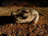 red-spotted-toad-wildlife-nature-1569258.jpg