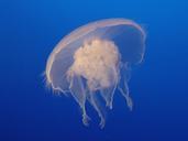 moon-jelly-jellyfish-white-750813.jpg