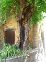 trunk-tree-facade-700957.jpg