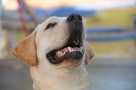 labrador-dog-animal-pet-adorable-434832.jpg