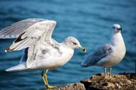 seagulls-bird-sea-wings-white-1146831.jpg