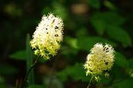 Wildflowers-of-Shenandoah.jpg