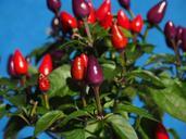 ornamental-peppers-fruits-592435.jpg