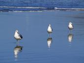 seagulls-beach-water-ocean-pacific-51019.jpg