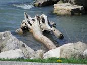 canada-river-stones-driftwood-724394.jpg