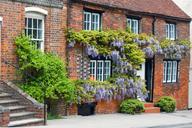 wisteria-house-covered-growing-164105.jpg