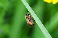 drone-honey-bee-male-bee-resting-363054.jpg