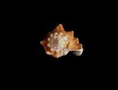 Sea shell on dark background.jpg