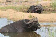 buffalo-bath-animals-pond-africa-1198605.jpg