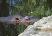 hippo-wildlife-africa-animal-822650.jpg