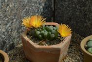 succulents-flowers-yellow-pot-257250.jpg