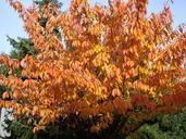 autumn-leaves-golden-autumn-217430.jpg