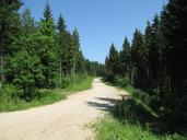 trail-forest-nature-landscape-829376.jpg