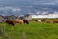 cows-farmland-agriculture-rural-1070004.jpg