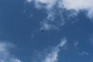 sky-raptor-basilicata-nature-628281.jpg