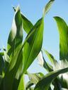 corn-leaves-corn-cornfield-green-592565.jpg