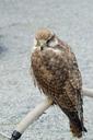 falcon-raptor-bird-plumage-490242.jpg