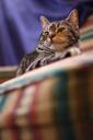 kitten-gata-pet-animal-pets-68184.jpg