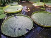 water-lily-giant-water-lily-pond-645478.jpg