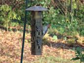 woodpecker-feeding-birdhouse-animal-101617.jpg