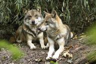 wolf-canis-lupus-european-wolf-1384945.jpg