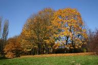 park-forest-autumn-tree-foliage-425881.jpg