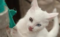 kitten-playful-cheeky-heavy-cat-1032579.jpg