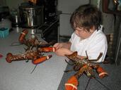 lobsters-young-boy-scituate-little-177648.jpg