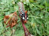 caterpillar-nature-red-285560.jpg