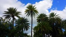 palm-clouds-sky-nature-tropical-507865.jpg