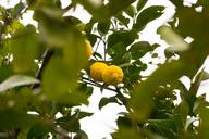 lemon-lemon-tree-fruit-tree-fruit-366789.jpg