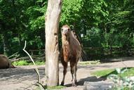 camel-wild-nature-freedom-347686.jpg