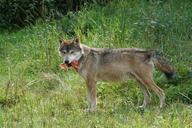 wolf-predator-food-carnivores-1598969.jpg