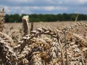 wheat-spike-wheat-cereals-grain-609884.jpg