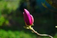 magnolia-magnolia-blossom-blossom-324291.jpg