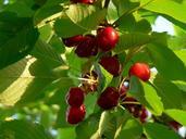 cherries-nature-food-fruit-tree-179019.jpg