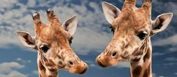 giraffe-funny-animal-love-view-613662.jpg