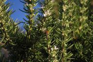 rosemary-herbs-flowers-green-plant-1053409.jpg