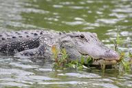 alligator-swamp-wildlife-nature-452649.jpg