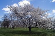 cherry-blossoms-flowers-cherry-217613.jpg