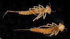 pond_10.18.2012,_2_damselfly_nymphs,_ventral,_Beltsville,_MD_2012-10-18-14.43.27_ZS_PMax.jpg