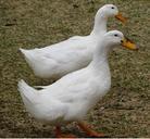 ducks-white-birds-pair-poultry-661756.jpg