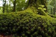 moss-wood-mossy-undergrowth-forest-873638.jpg