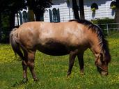 fjord-horses-horse-820649.jpg