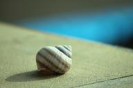 snail-empty-shell-snail-shell-1252018.jpg