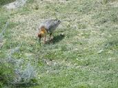 bandurrias-birds-patagonia-nature-64348.jpg