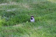 sparrow-sperling-bird-songbird-245653.jpg